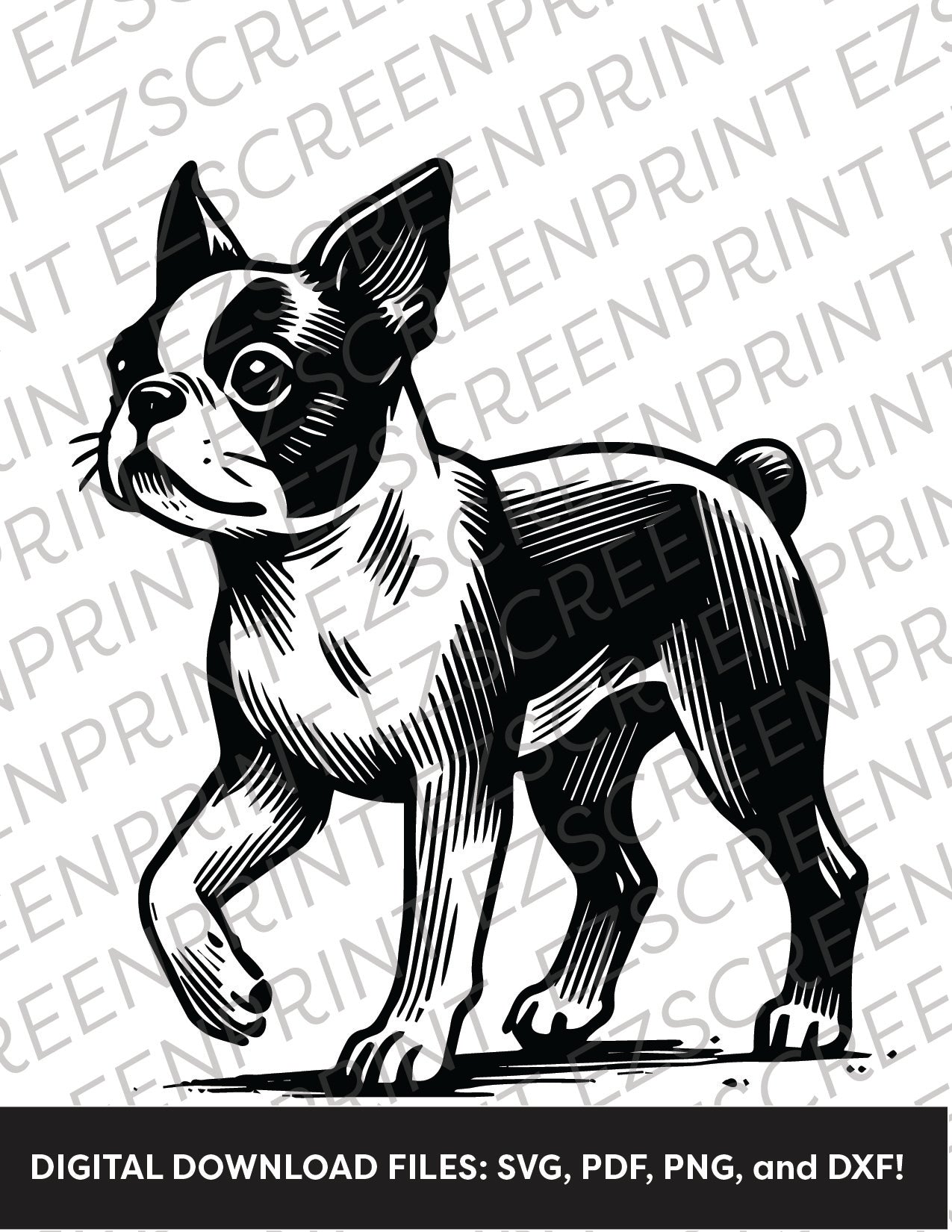 Boston Terrier, Various Sizes + Digital Download